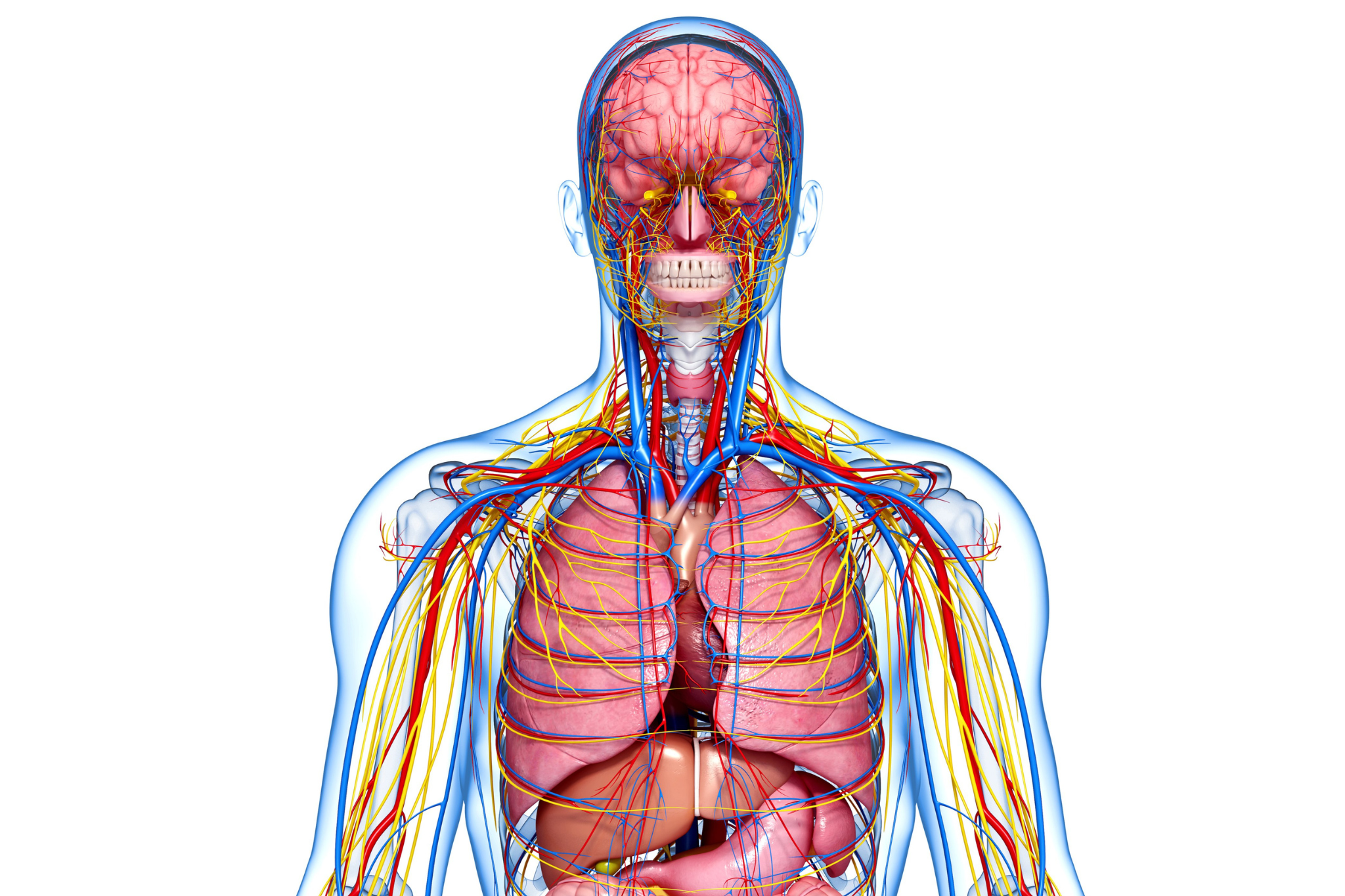 The Royal College of Surgeons of Edinburgh - Acland Anatomy